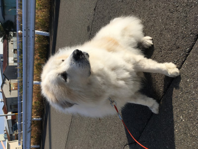 看板犬がいます♪<br />
名前は「さっしー」　です。<br />
グレートピレニーズの大きい白いワンコです。<br />
ブログもしてますので犬好きの方はぜひご覧ください❤<br />
よろしくお願いします。